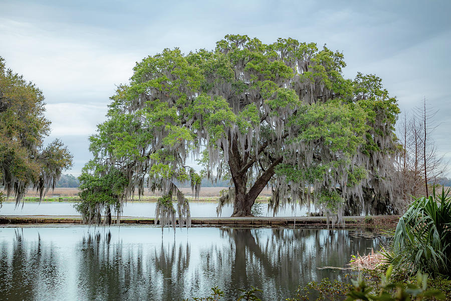 Oak Tree by the Ashley River 2 Photograph by Cindy Robinson