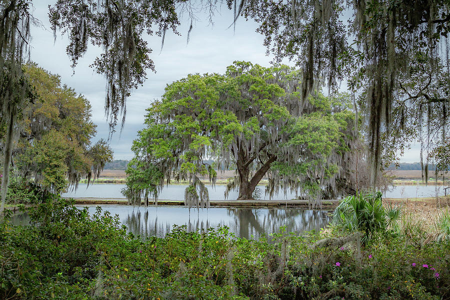 Oak Tree by the Ashley River Photograph by Cindy Robinson