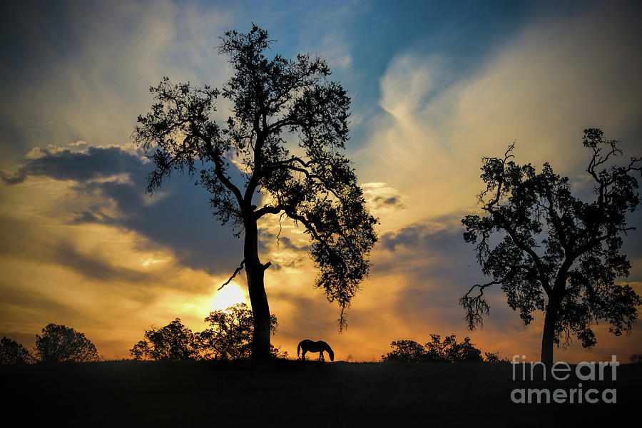 Oak Tree Clouds and Horse Photograph by Stephanie Laird