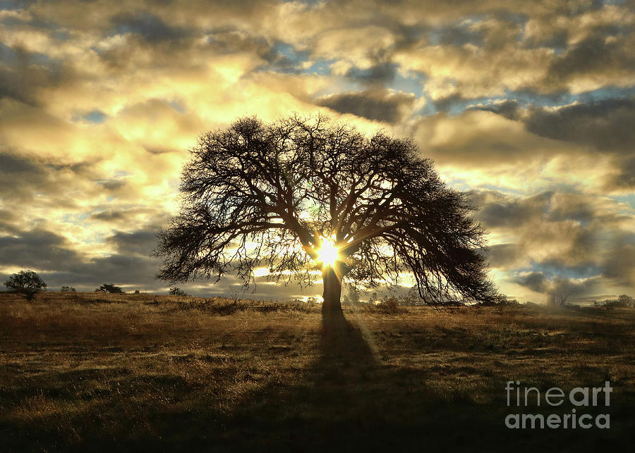 Oak Tree Clouds and Light with Sun Star Photograph by Stephanie Laird