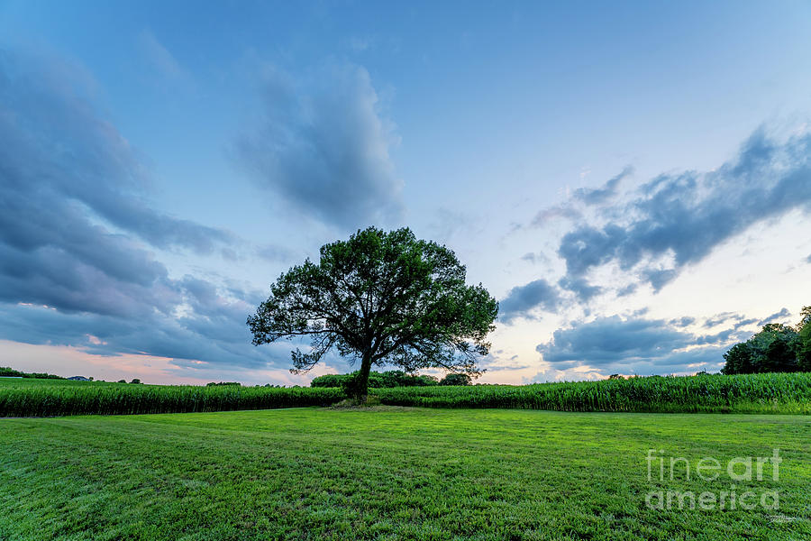 Oak Tree Cornfield Sunset Photograph by Jennifer White