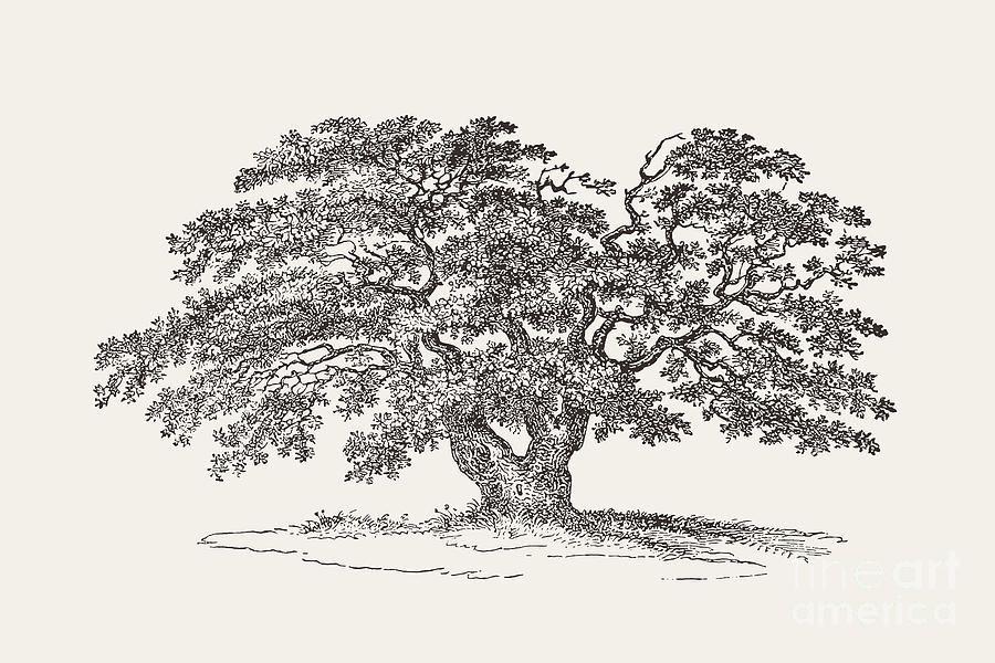 oak tree on a hill, pencil drawing, detailed | Stable Diffusion