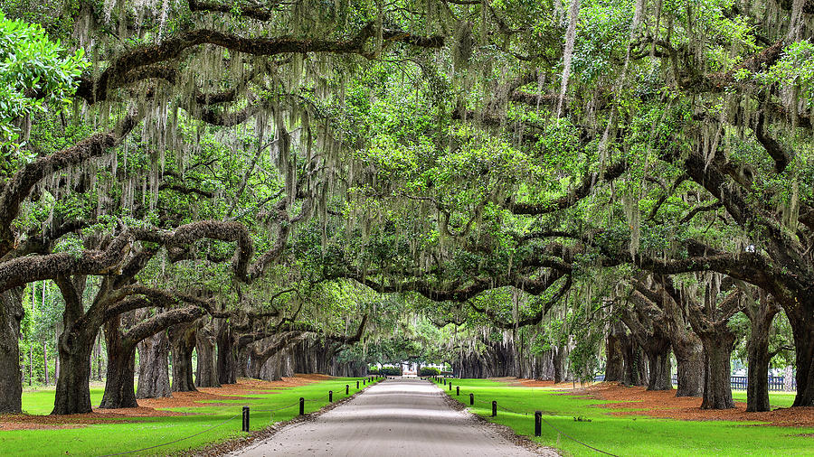 Oak Tree Drive at Boone Plantation Photograph by James Frazier - Fine ...