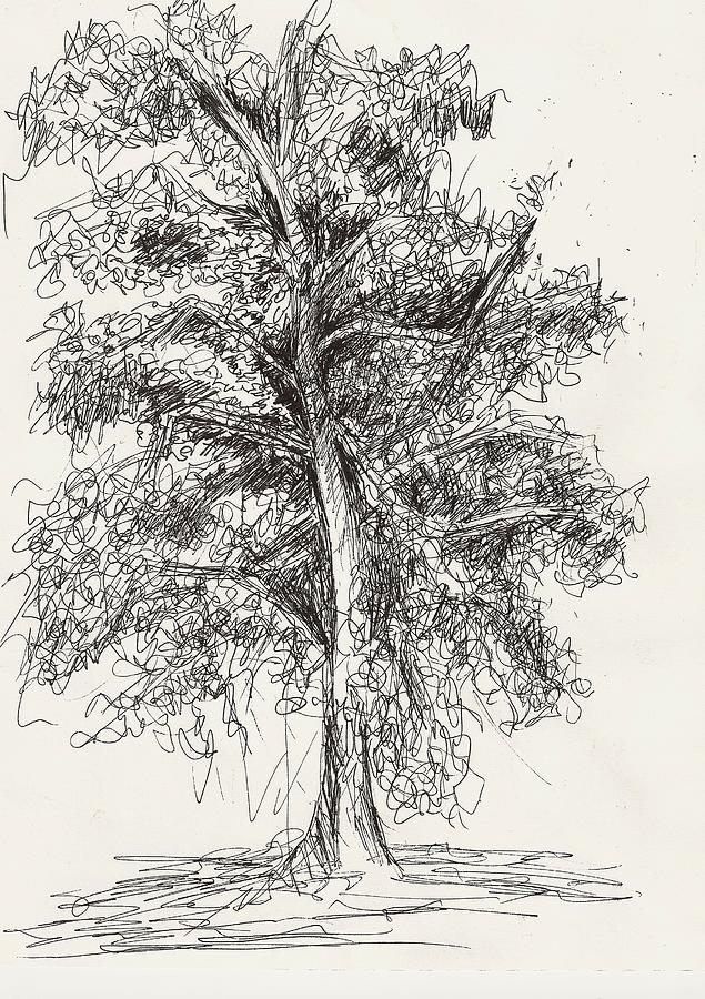 Oak Tree Drawing by Elise Palmigiani