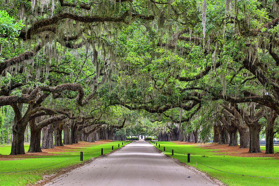 Oak Tree Entrance at Boone Plantation Photograph by James Frazier | Pixels