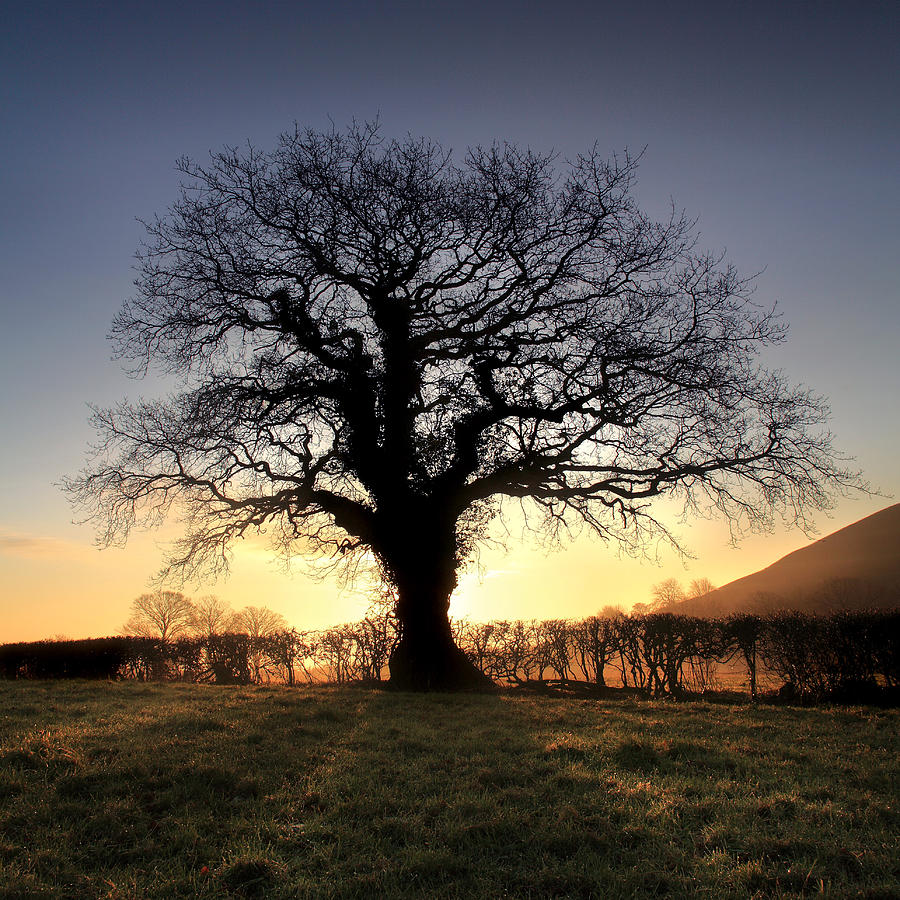 Oak Tree, Glastonbury Photograph by Angus Clyne