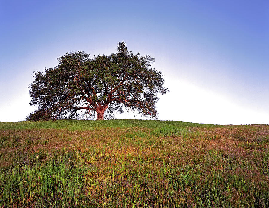 Oak Tree Glow Photograph by Paul Breitkreuz