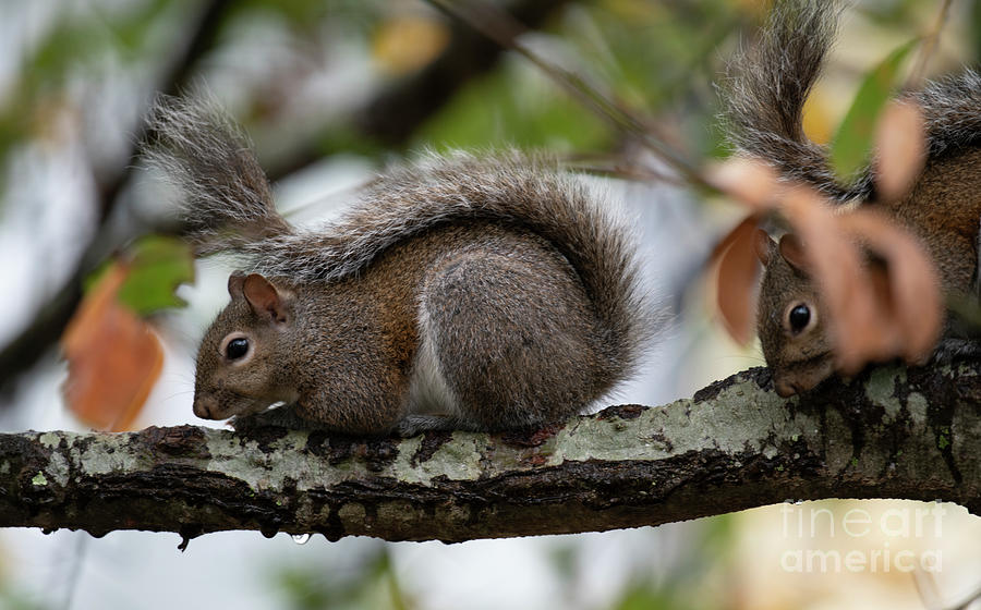 Oak Tree Huggers - Eastern Grey Squirrels Photograph