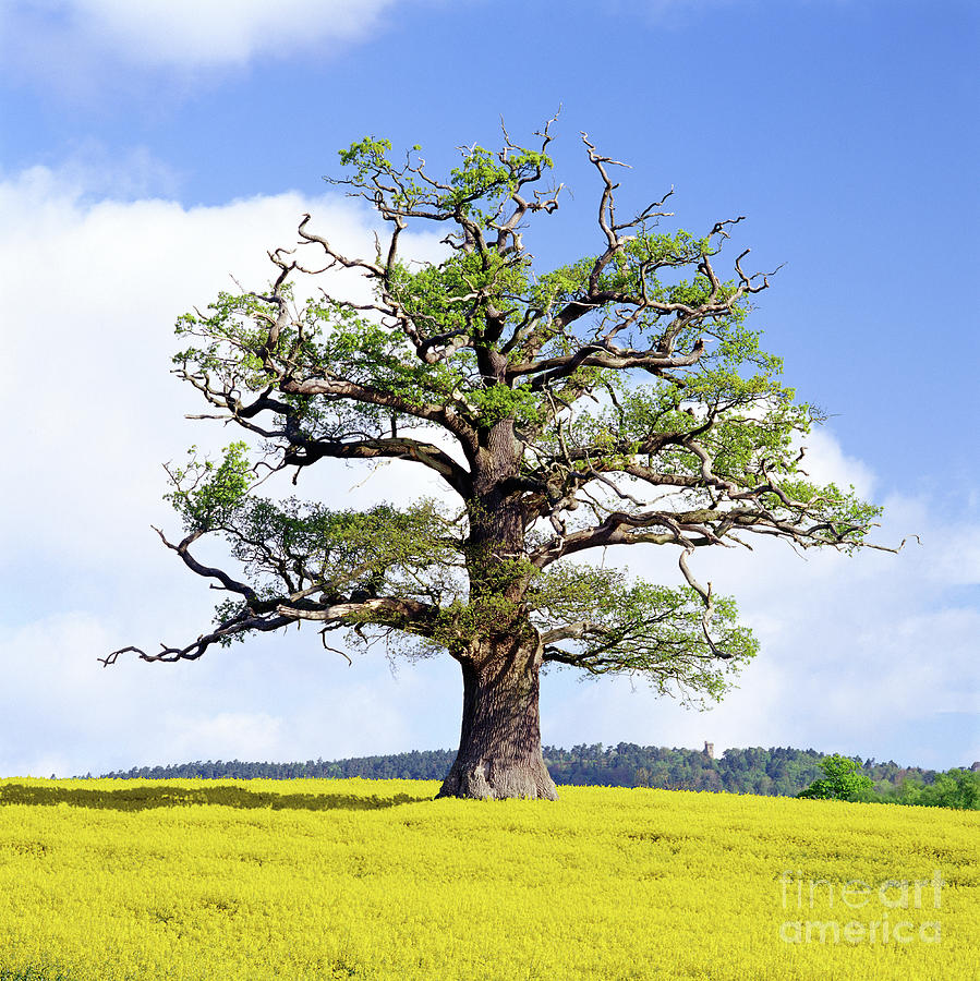 Oak tree in a field of rape Photograph by Warren Photographic