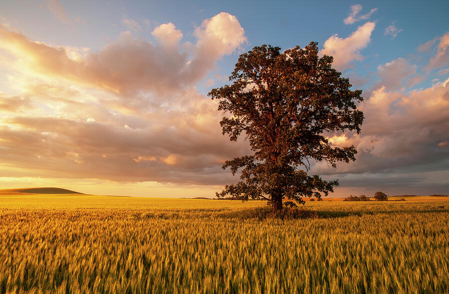 Oak Tree in a Field of Wheat Photograph by Dave Reede - Fine Art America