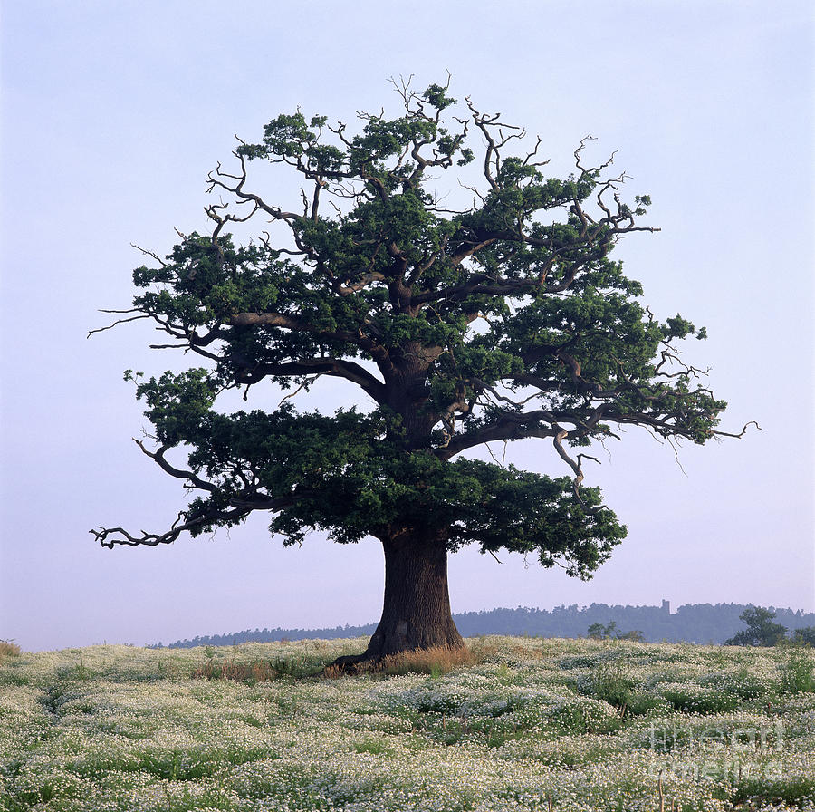 Oak Tree in a flowery field Photograph by Warren Photographic