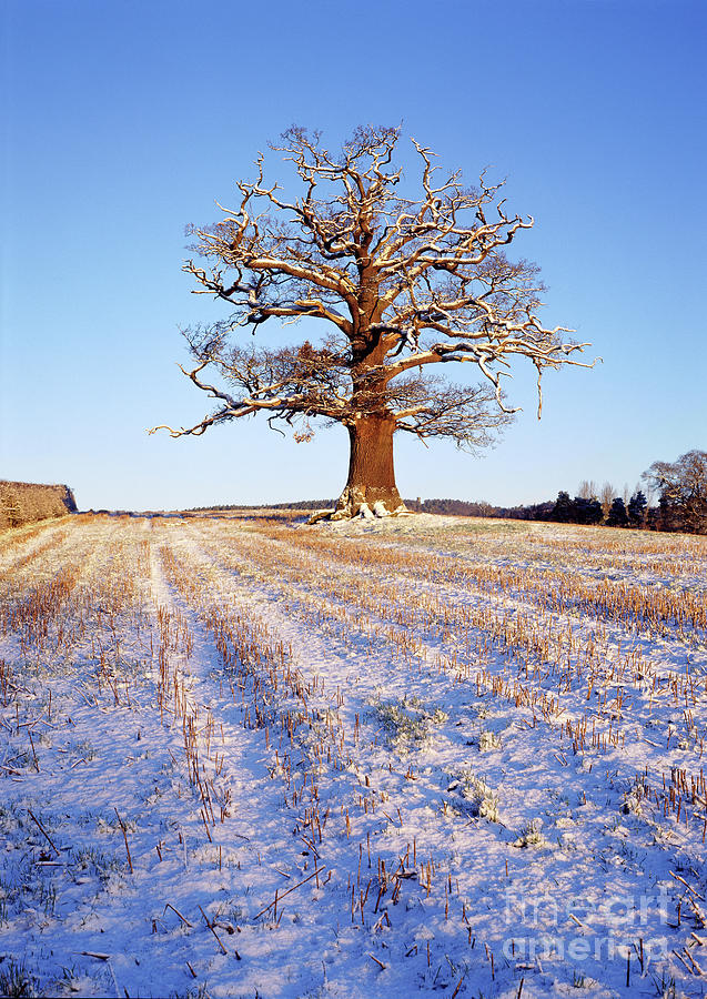 Oak Tree in a snowy field Photograph by Warren Photographic