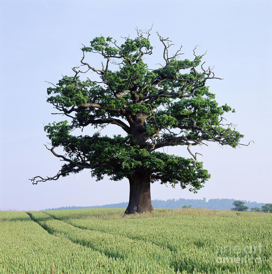 Oak Tree in a spring wheat crop Photograph by Warren Photographic
