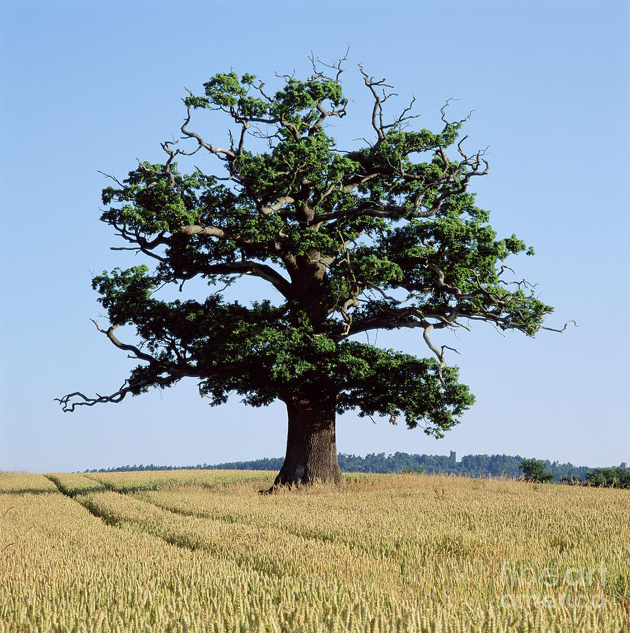 Oak Tree in a wheat crop Photograph by Warren Photographic