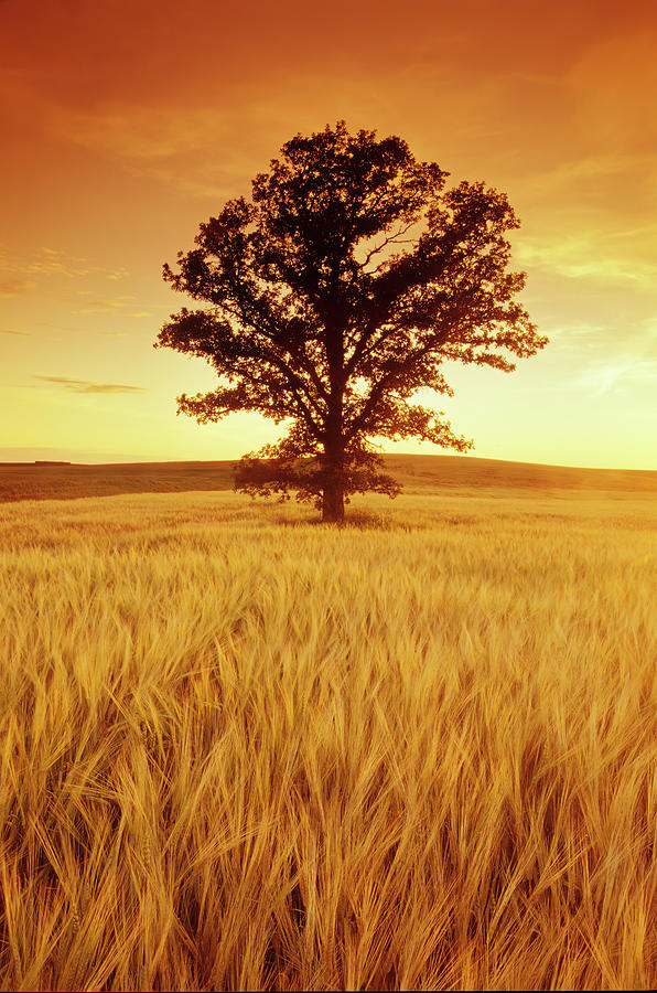 Oak Tree in Barley Field Photograph by Dave Reede - Pixels