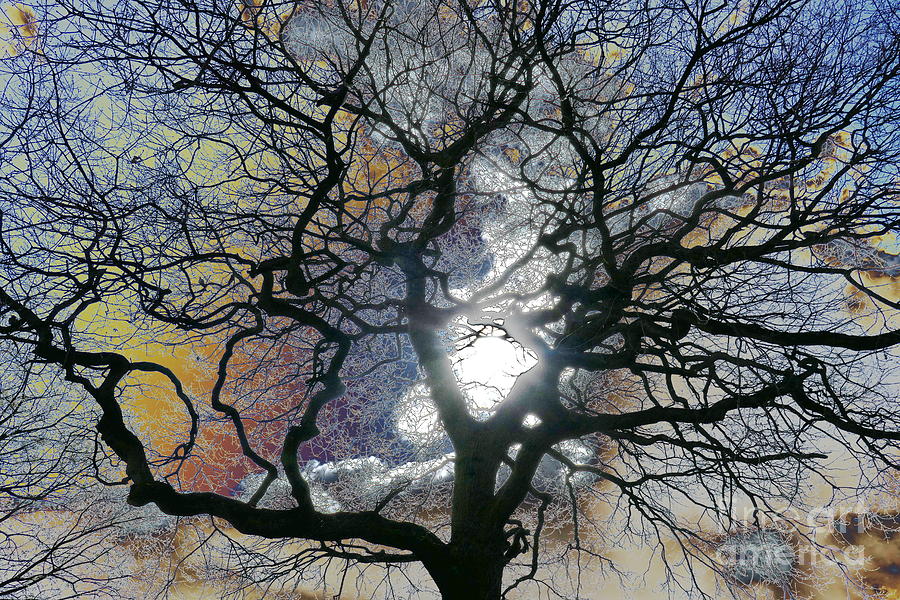 Tree Photograph - Oak tree in early Spring, York, coloured sky edit by Paul Boizot