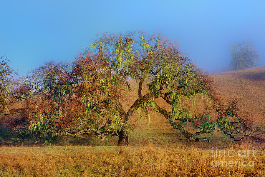 Oak Tree In Fog Lake Cachuma California Photograph by Dave Welling