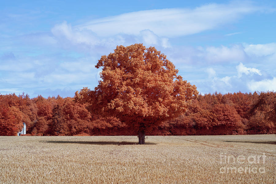 Oak Tree In Infrared Photograph by Simon Bradfield - Fine Art America