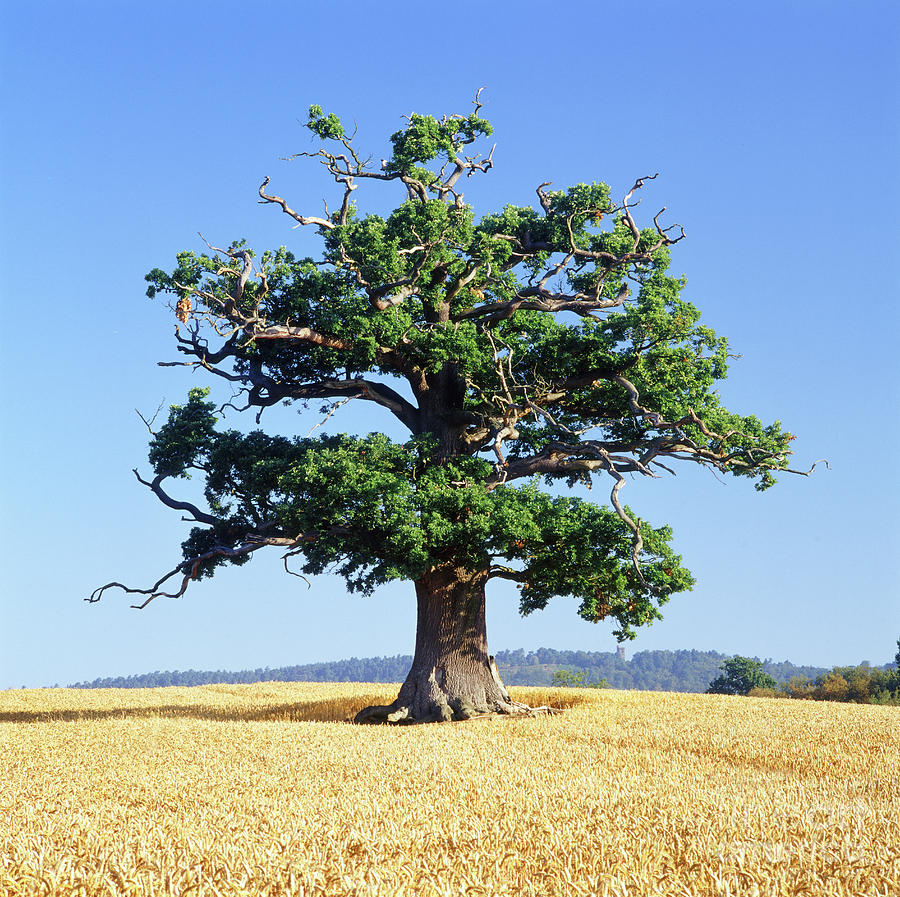 Oak Tree in Summer wheat field Photograph by Warren Photographic