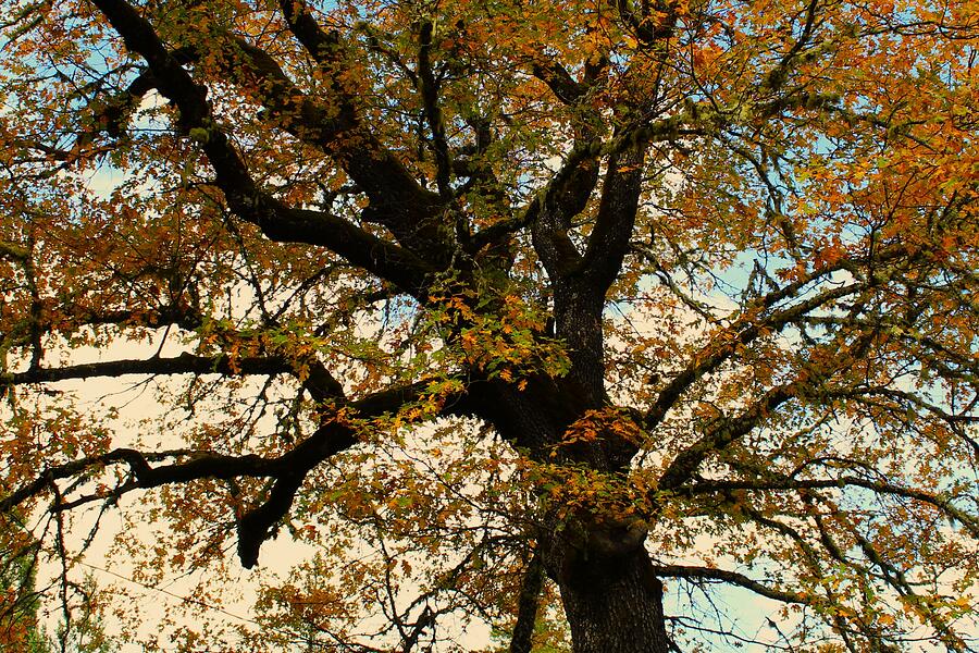 Fall Photograph - Oak Tree in the Autumn by Kerstin Epifanio