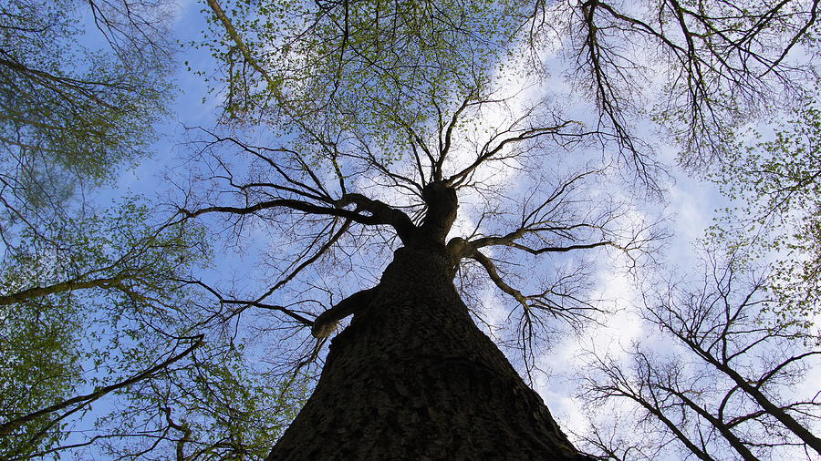 Oak tree in the spring Photograph by Naomi Kotek - Fine Art America