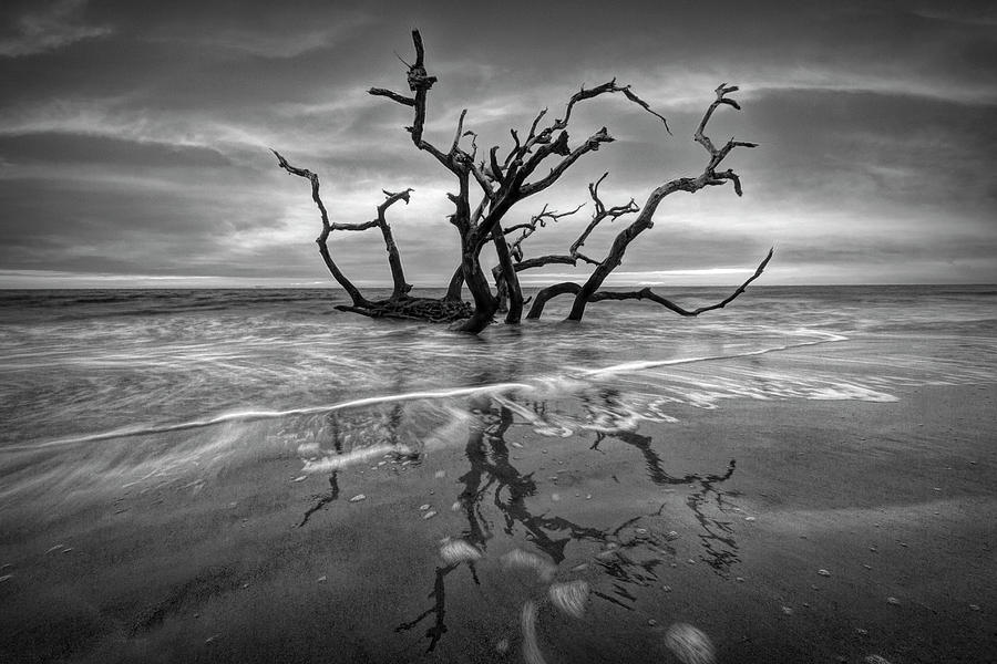 Oak Tree in the Surf at Jekyll Island Black and White Photograph by Debra and Dave Vanderlaan