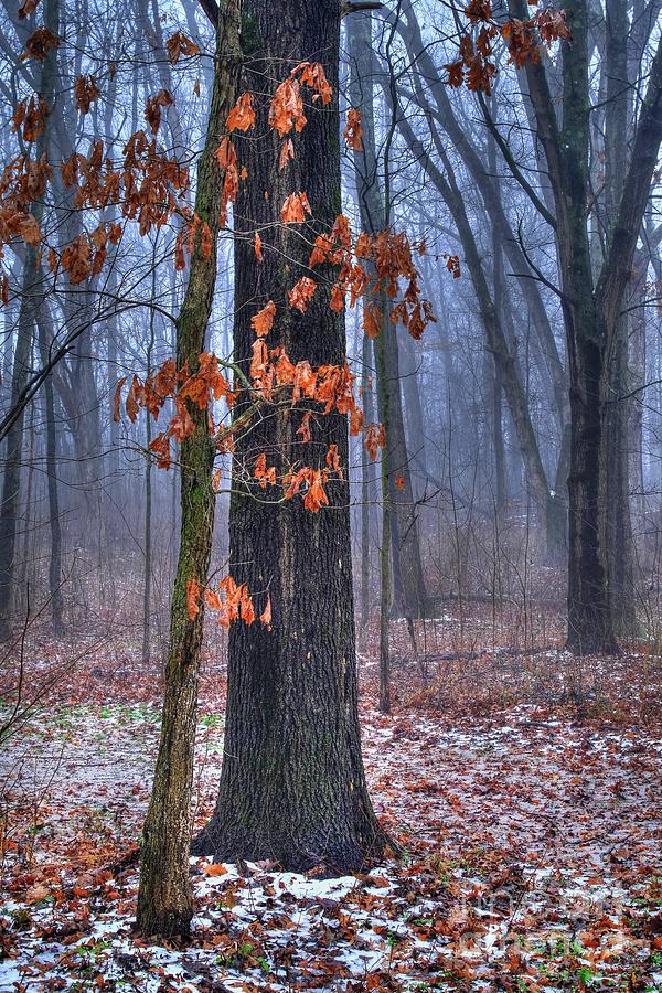 Oak Tree in the Woods Photograph by Randy Pollard