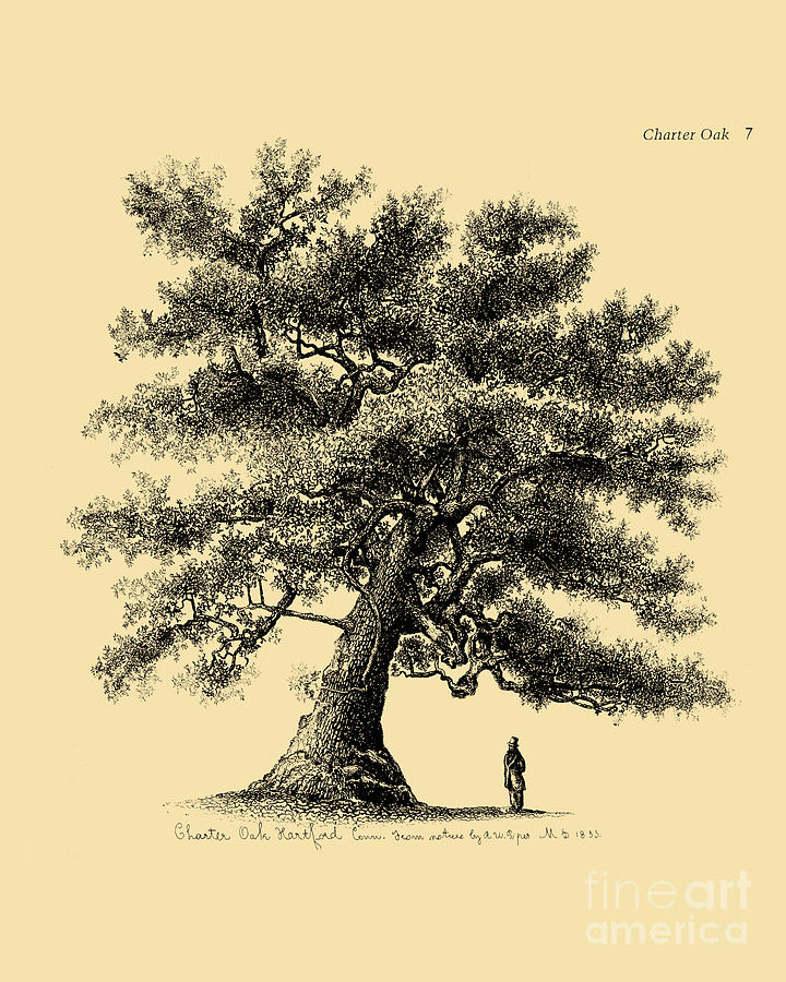 Tree Digital Art - Oak Tree Line Artwork by Madame Memento