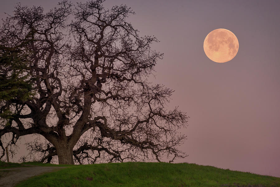 Oak Tree Moonset Photograph by Laura Macky