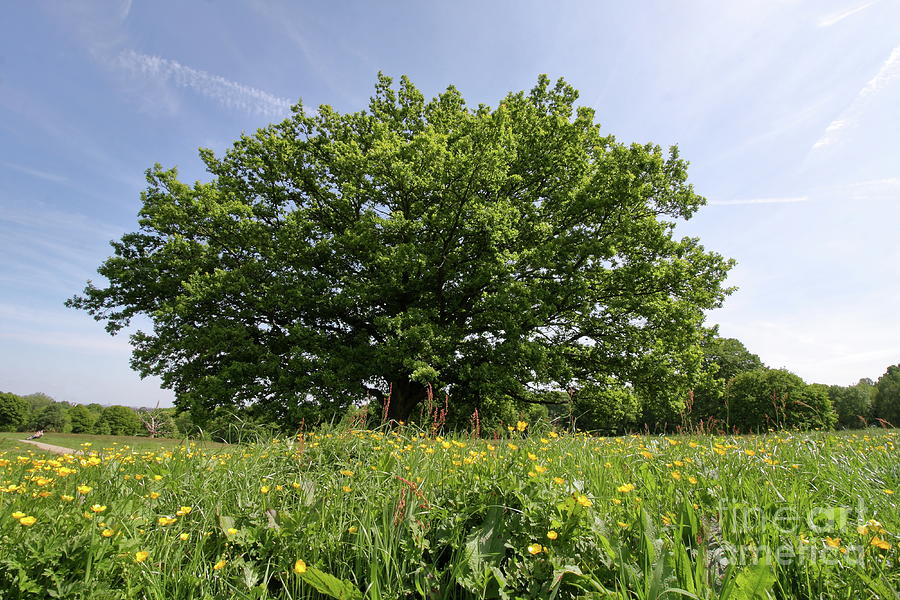 Oak Tree on Hampstead Heath - London Photograph by Aidan Moran
