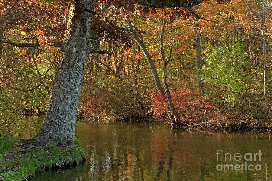 Oak Tree on the Edge and Stream Photograph by Randy Pollard