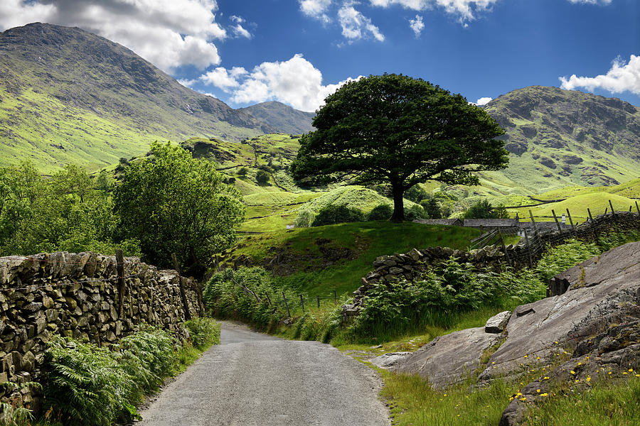 Oak tree on Wrynose Pass to Fell Foot Farm in Little Langdale va Photograph by Reimar Gaertner