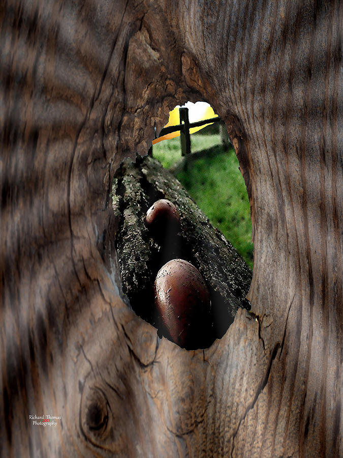 Oak Tree Prosperity khs Photograph by Richard Thomas