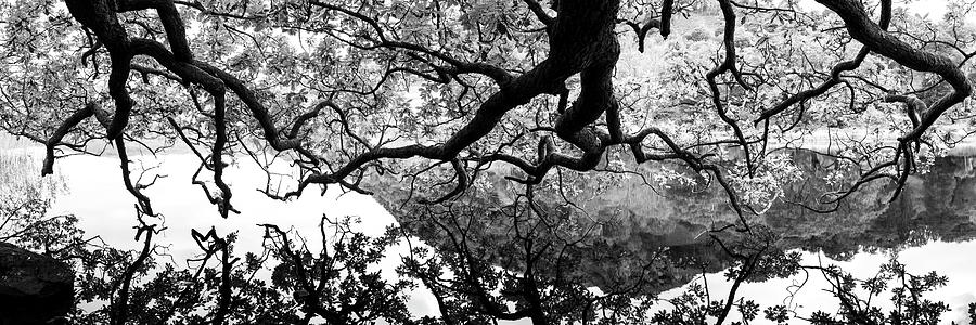 Oak Tree reflecting in a lake Black and white Photograph by Sonny Ryse