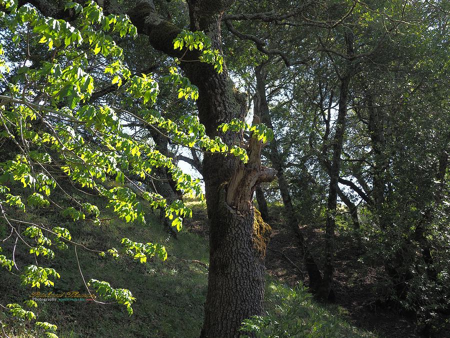 Oak Tree Photograph by Richard Thomas