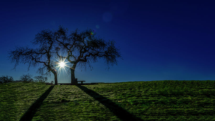 Oak tree shadow Photograph by Larry D Crain - Fine Art America