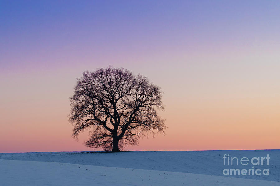 Oak Tree Silhouette at Sunset Photograph by Arterra Picture Library