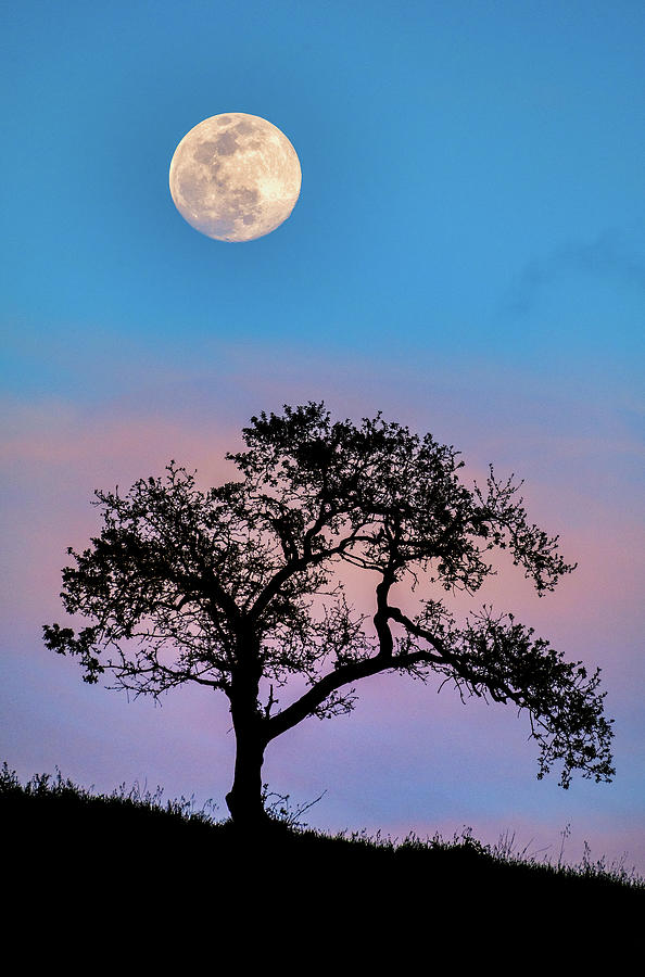 Oak Tree Silhouette Photograph by Javier Flores - Fine Art America