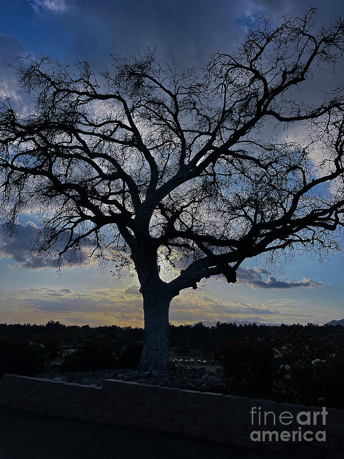 Oak Tree Silhouette Photograph by Nina Prommer