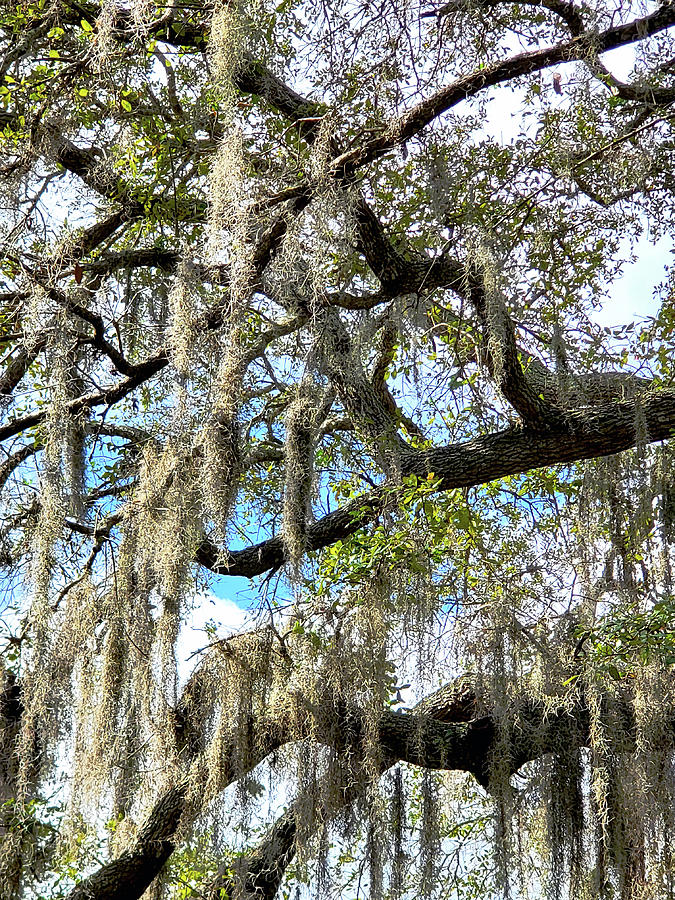 Oak Tree Southern Style Photograph by Sharon Williams Eng
