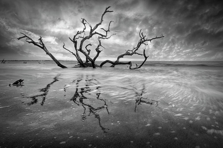 Oak Tree Standing in the Surf at Jekyll Island Black and White Photograph by Debra and Dave Vanderlaan