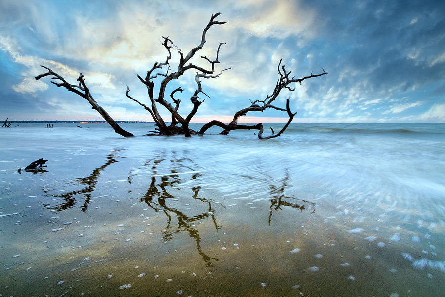 Oak Tree Standing in the Surf at Jekyll Island  Photograph by Debra and Dave Vanderlaan