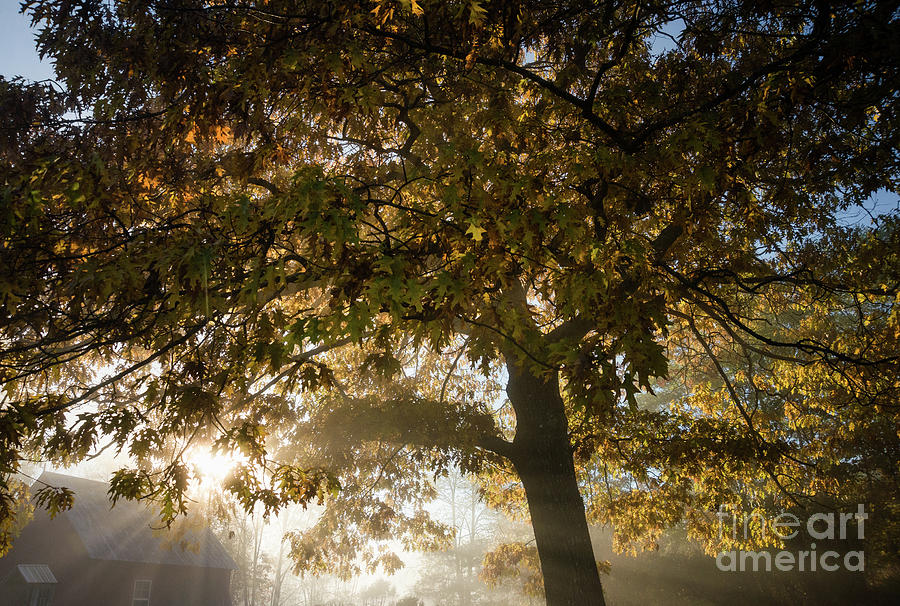 Oak Tree Sunrays Photograph by Alana Ranney