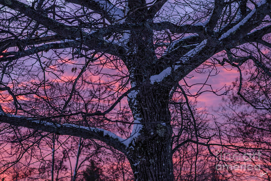 Mountain Photograph - Oak Tree Sunrise by Alana Ranney