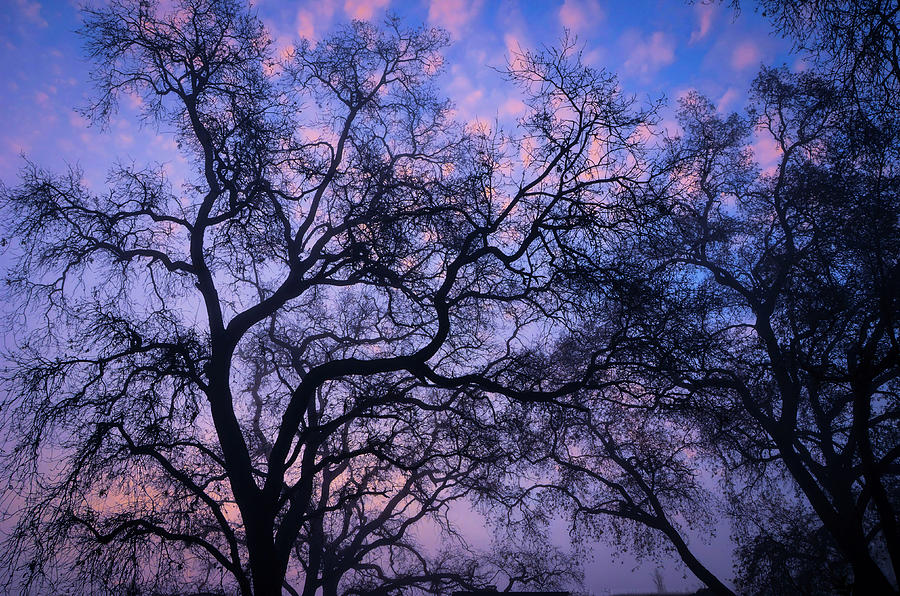 Oak Tree Sunrise in the Fog Photograph by Marilyn MacCrakin