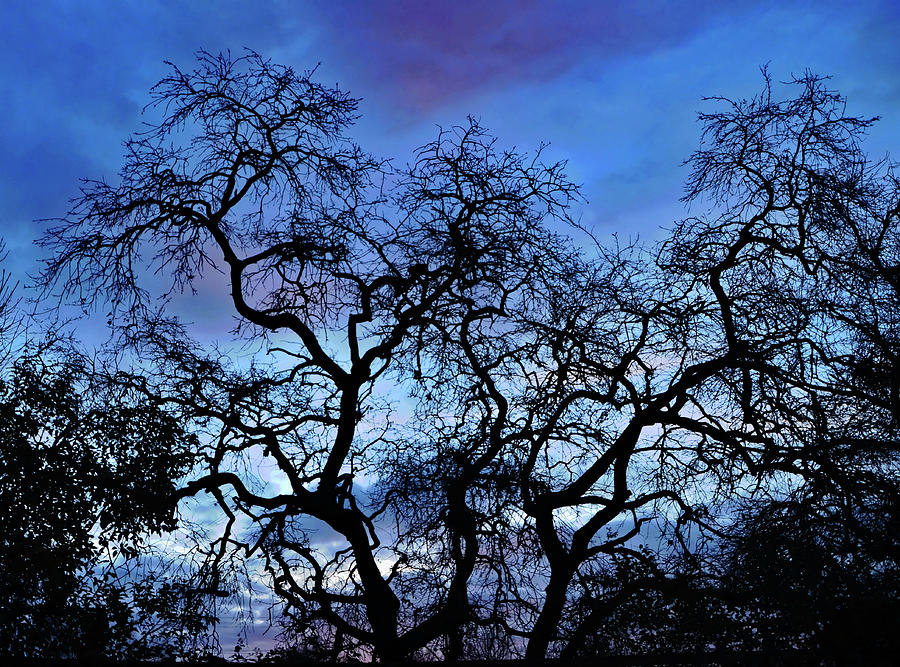 Oak Tree Sunrise  Photograph by Marilyn MacCrakin