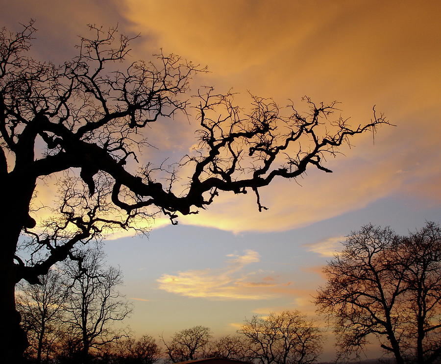 Oak Tree Sunset Photograph By Mickey Guinn