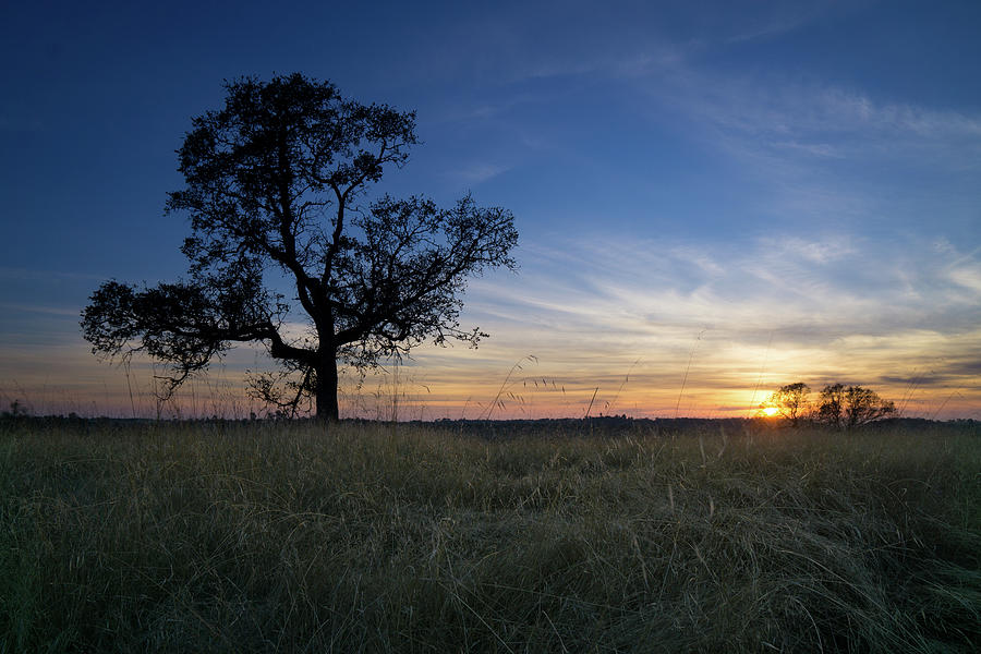 Oak Tree Sunset Photograph by Mike Fusaro