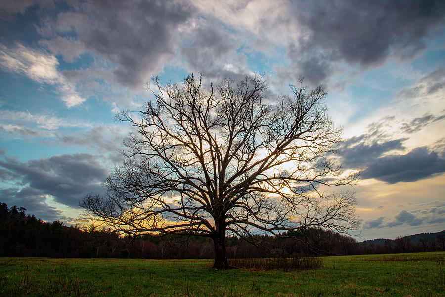 Oak Tree Sunset Photograph by Robert J Wagner