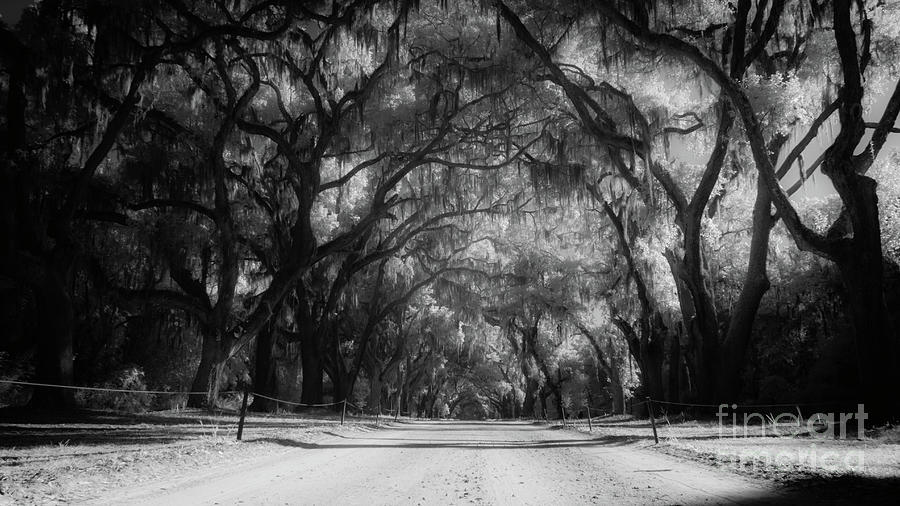 Oak Tree Tunnel Photograph by Amy Curtis